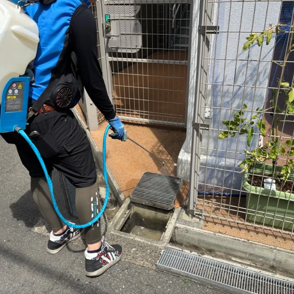 ＃セアカコケグモ