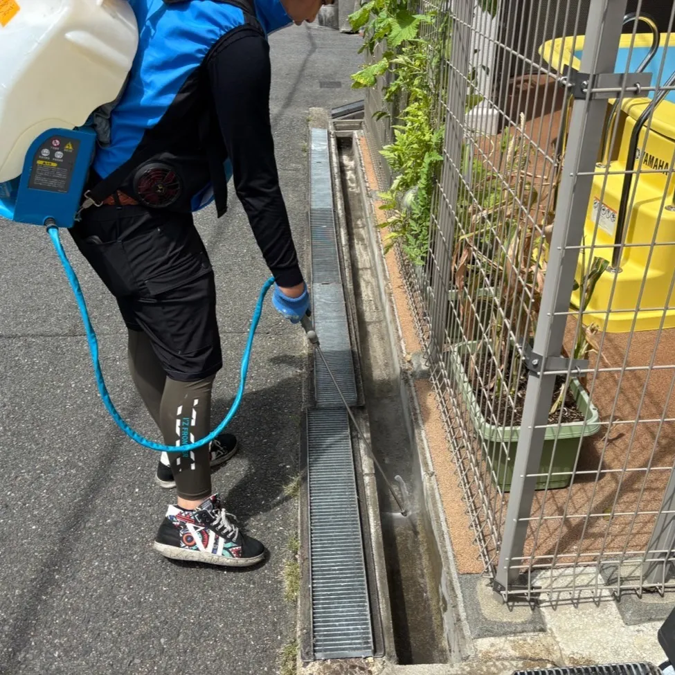 ＃セアカコケグモ