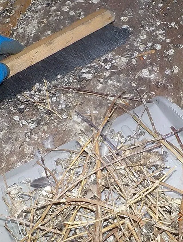 #鳩