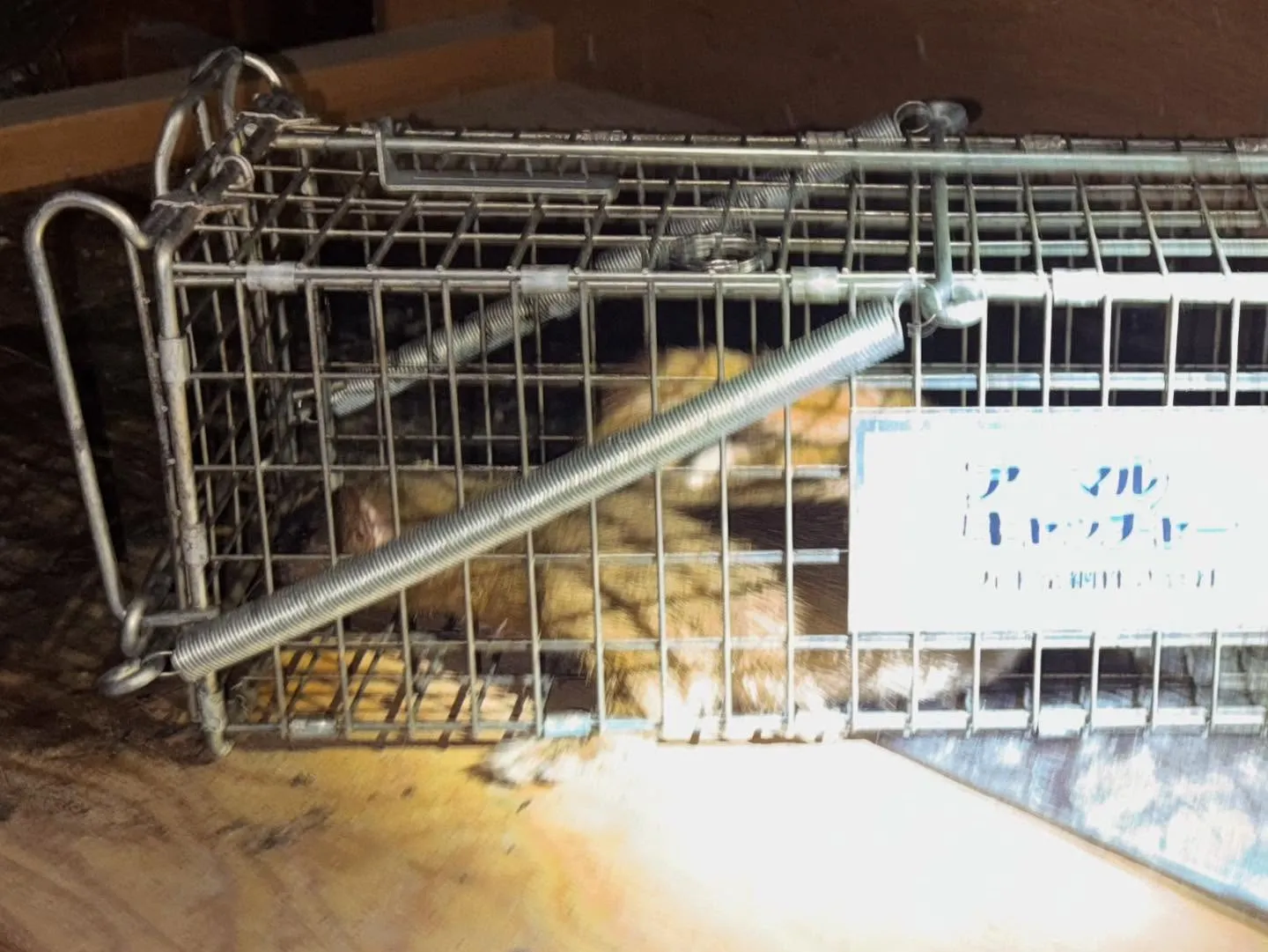 イタチを捕獲いたしました‼️