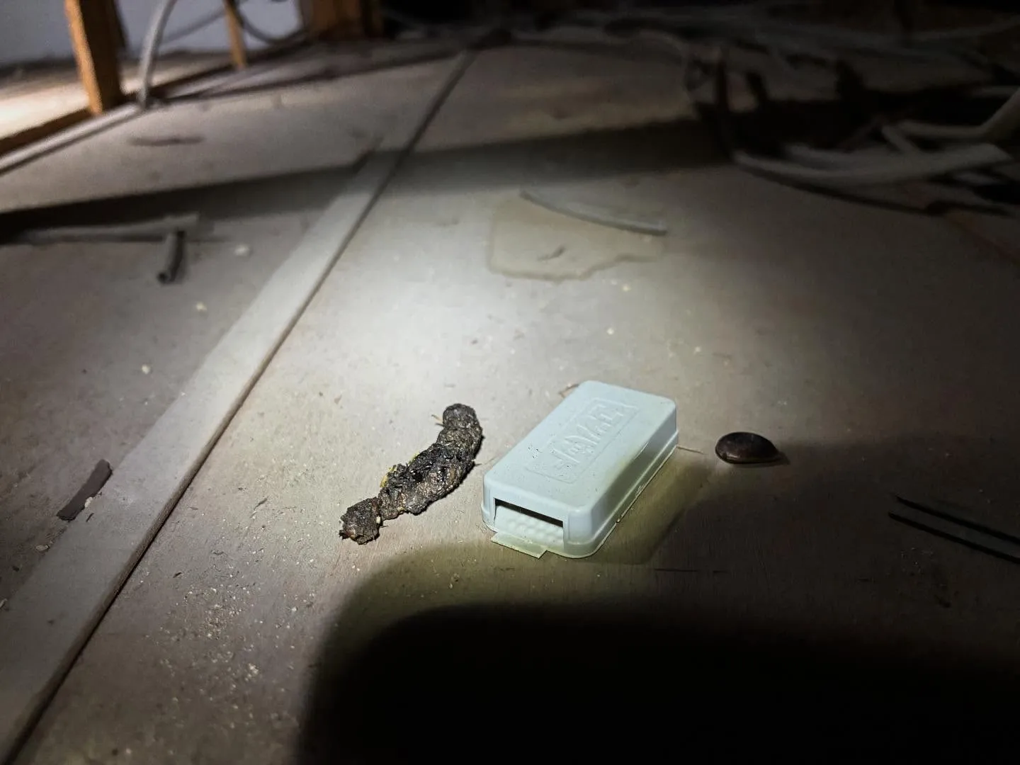 現地調査にてハクビシンとアライグマらしき糞と足跡を発見しまし...