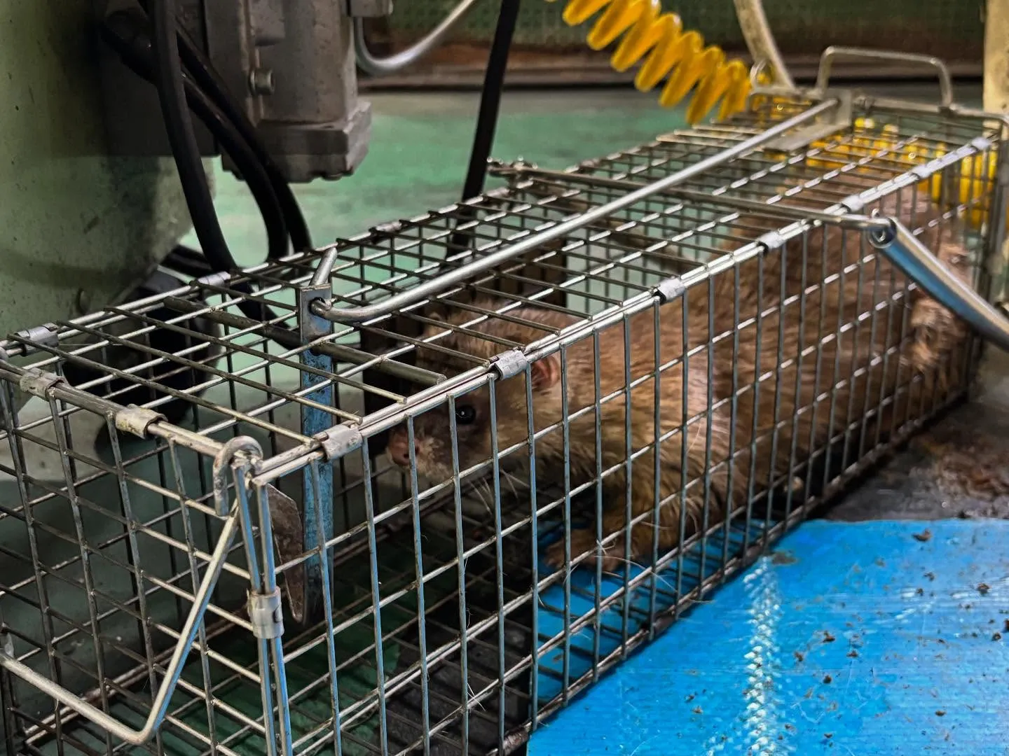 イタチを捕獲いたしました‼️