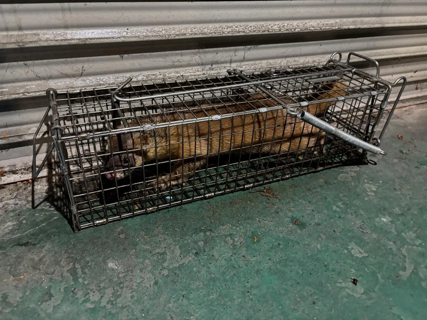 イタチを捕獲いたしました‼️