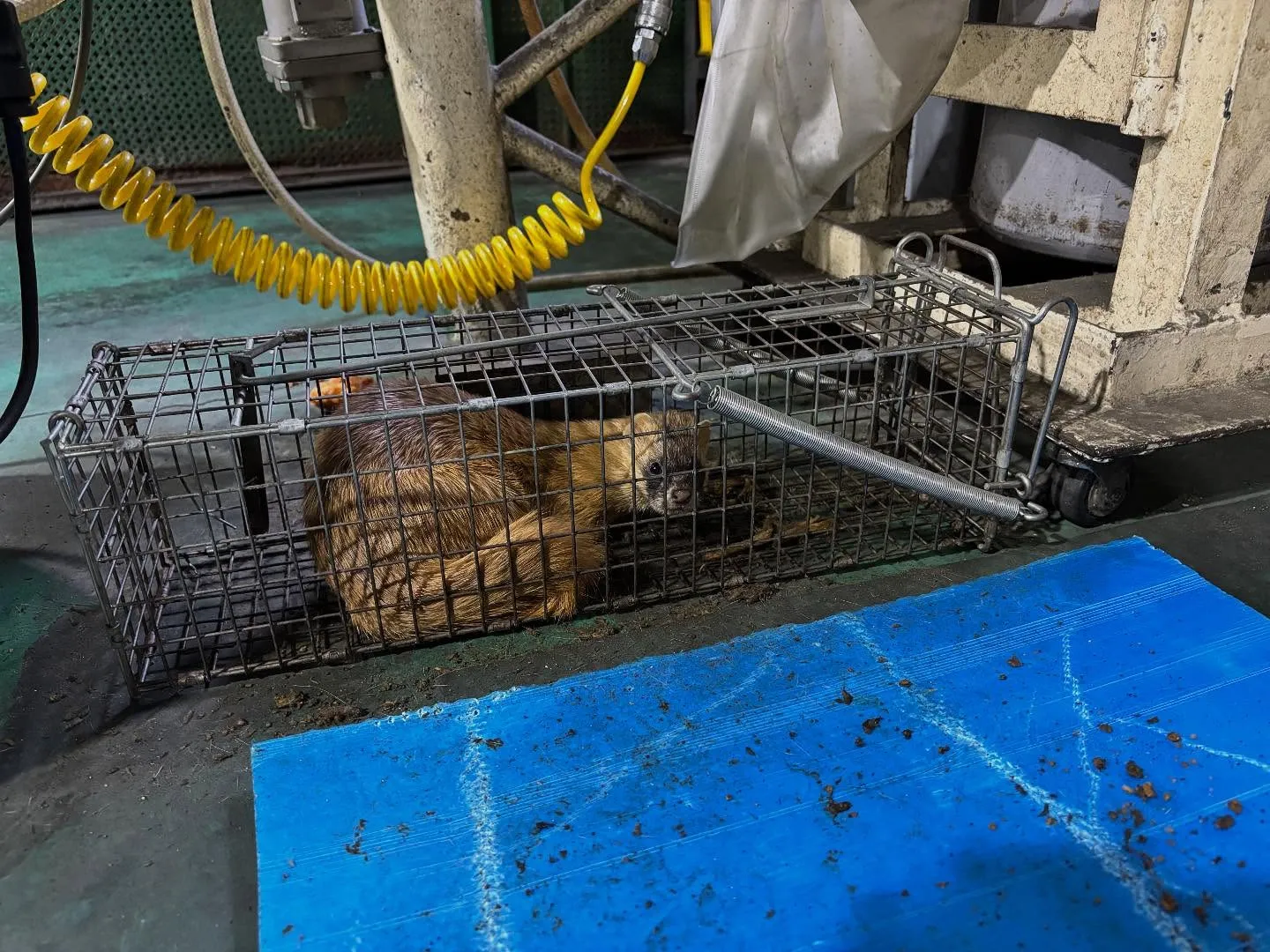 本日もイタチを捕獲いたしました‼️