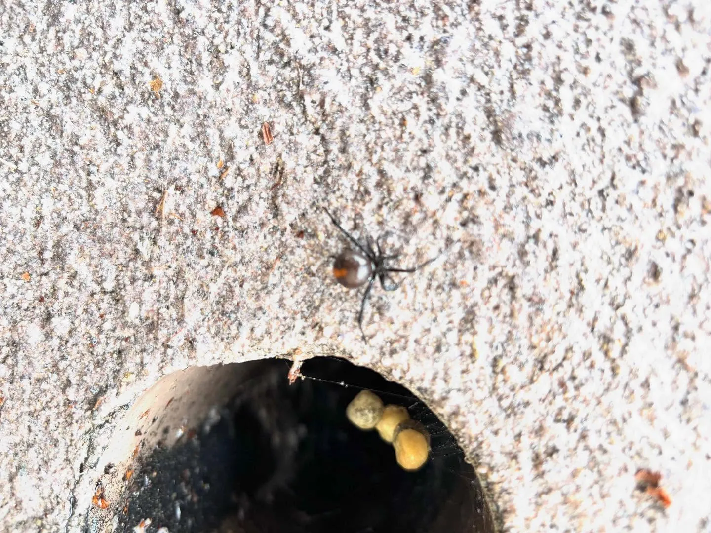 セアカゴケグモの駆除を行いました‼️