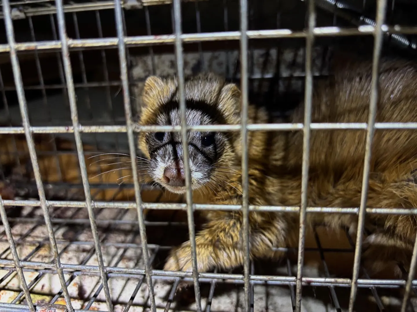 イタチを捕獲いたしました‼️