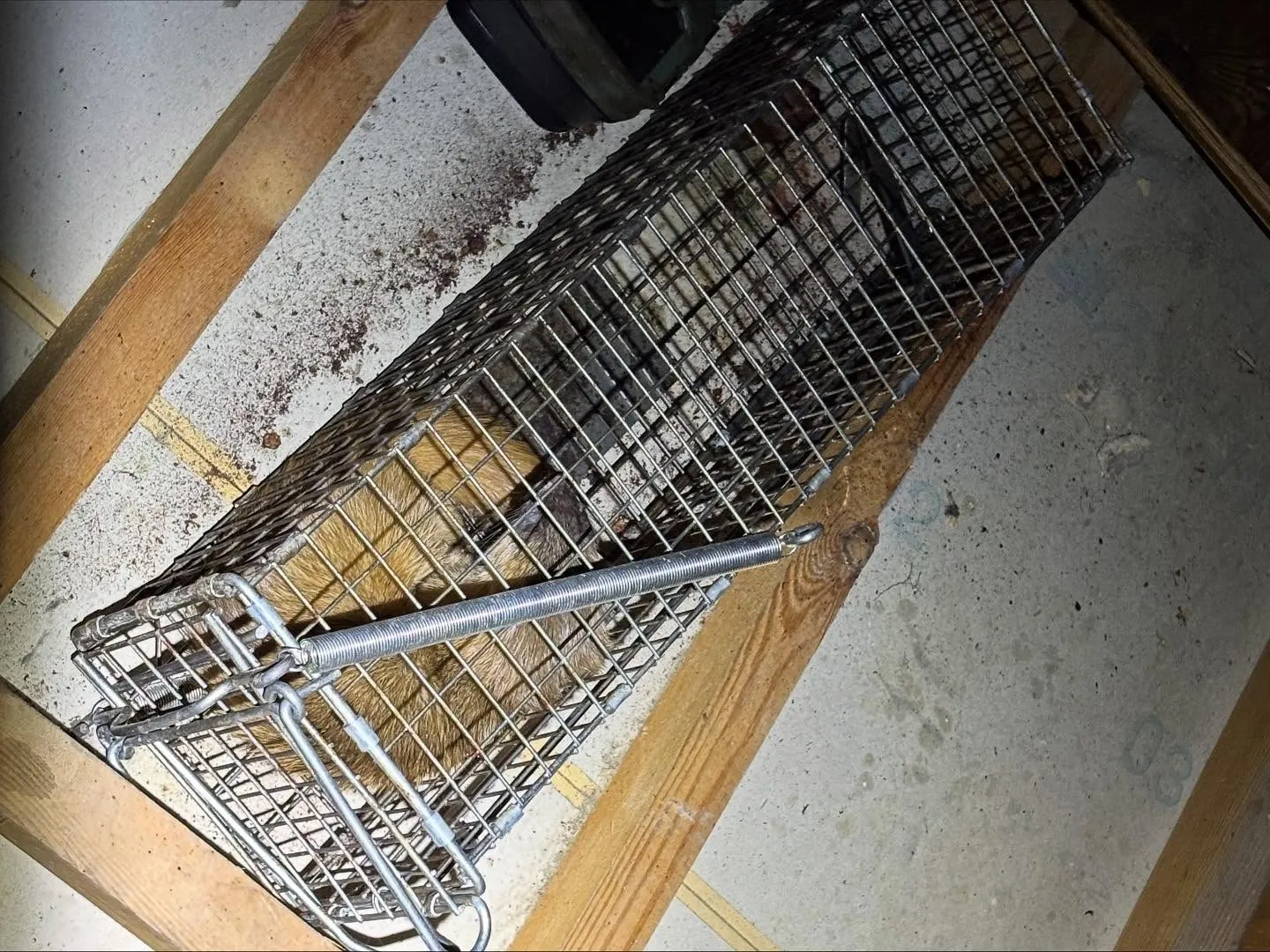 イタチを捕獲いたしました‼️