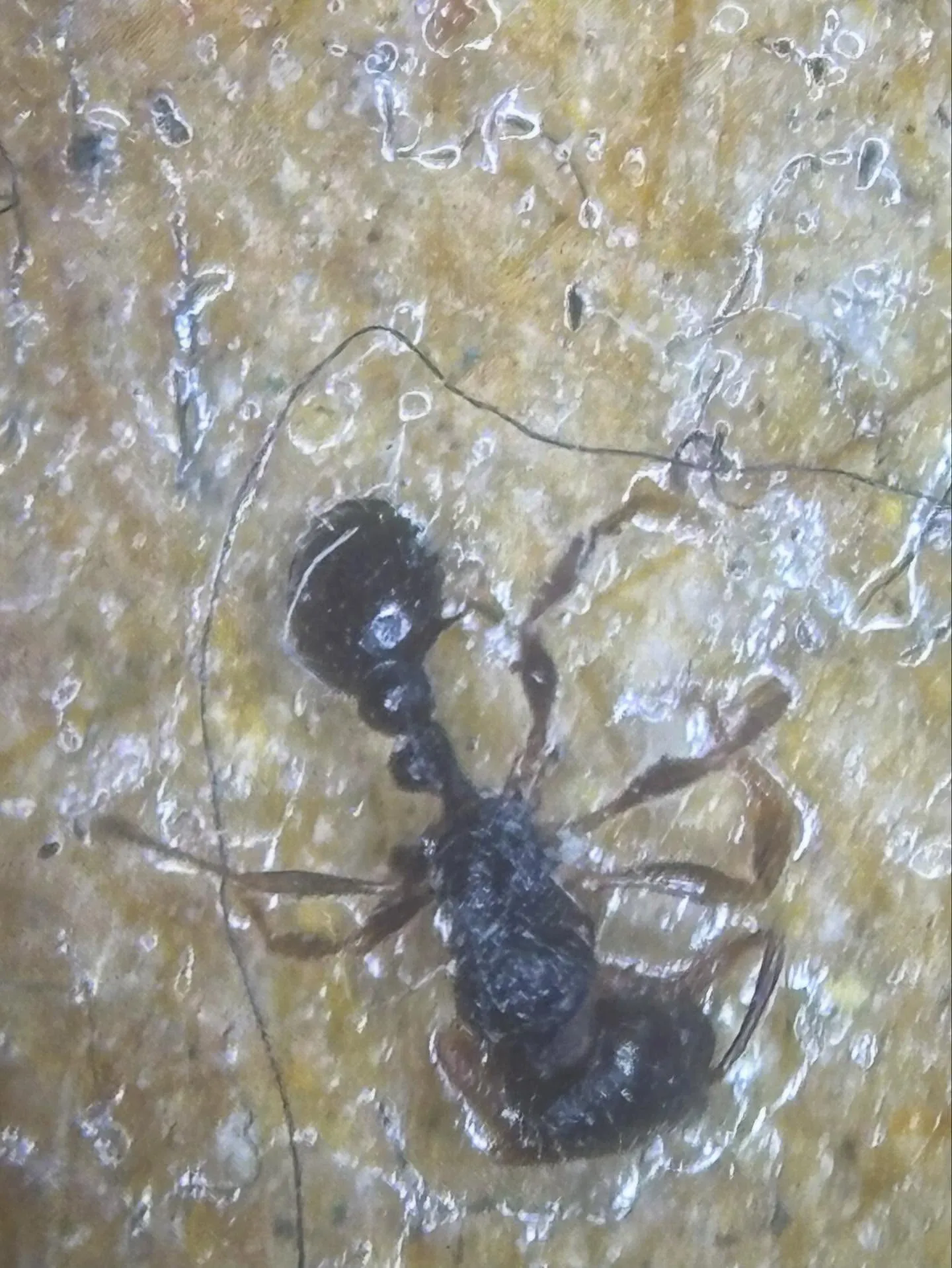 歩行性トラップの小型の虫たちです。