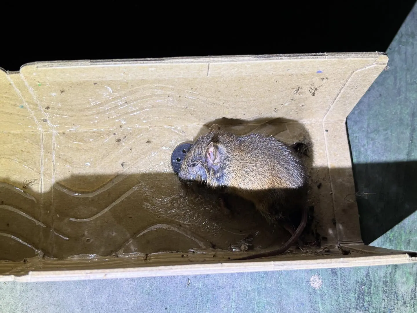 ネズミは病原体の媒介などの衛生面の被害や家屋に侵入し配線をか...