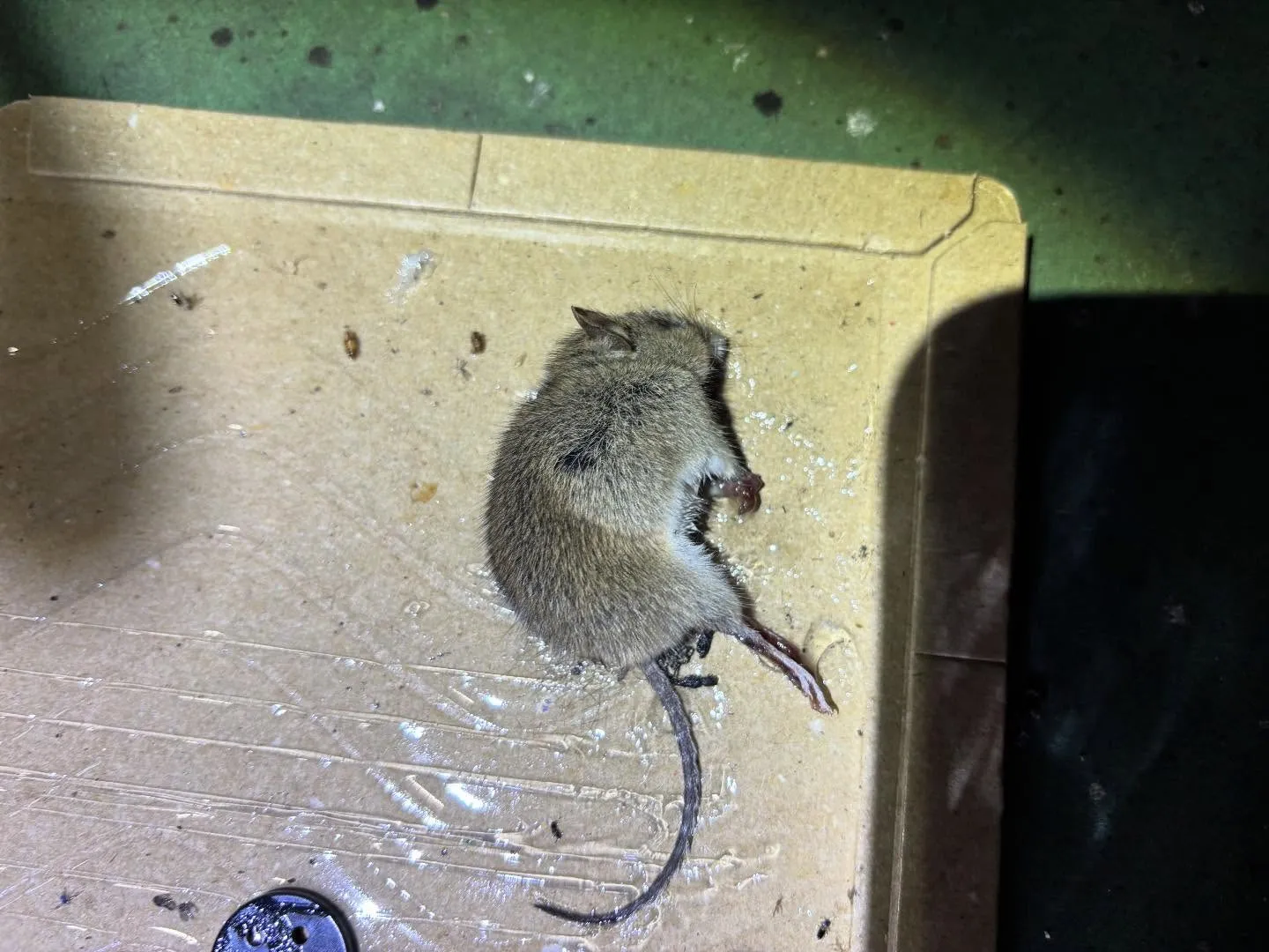 ネズミは病原体の媒介などの衛生面の被害や家屋に侵入し配線をか...