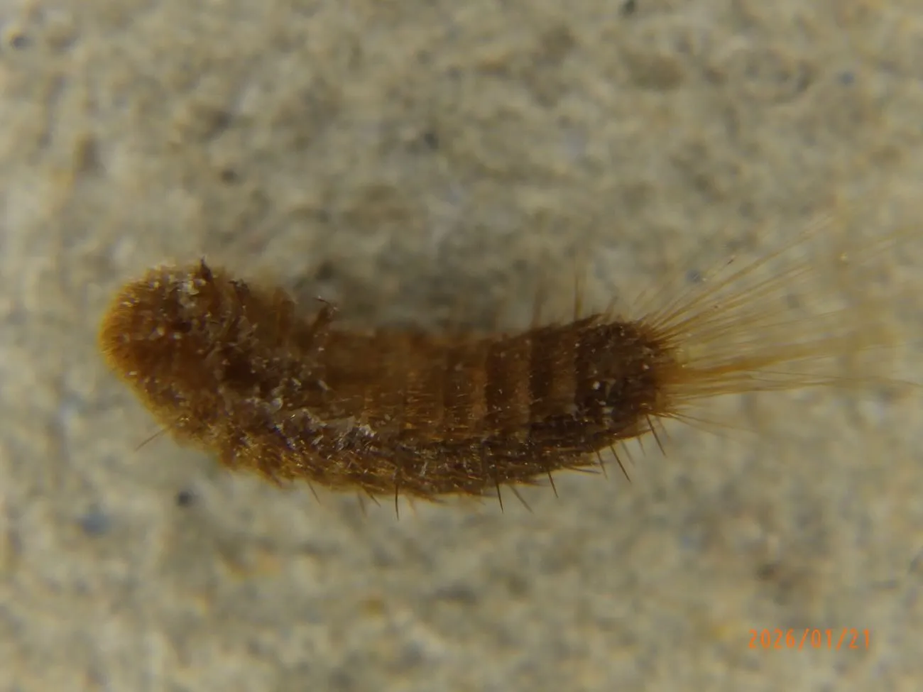 ヒメカツオブシムシの幼虫による衣類（ウール、絹など）、絨毯、...